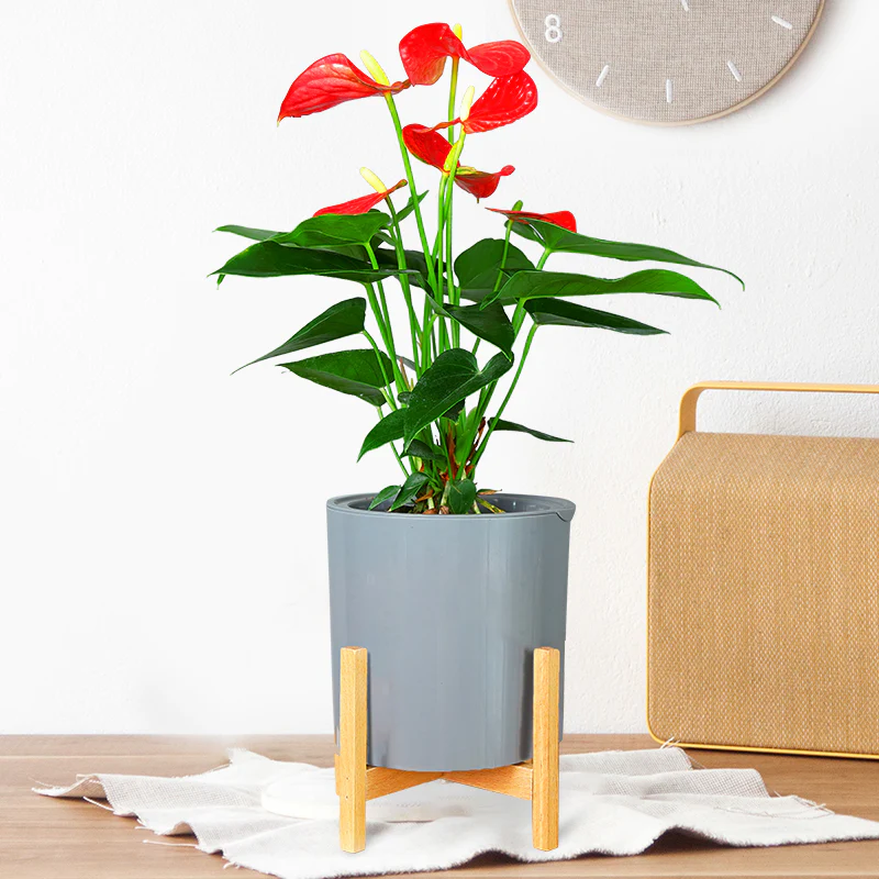 DS BS 3 Size Plant Pot Stand with Wood Rack - Image 3