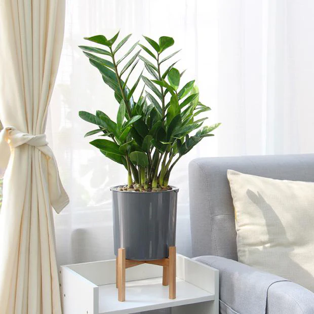 DS BS 3 Size Plant Pot Stand with Wood Rack - Image 5