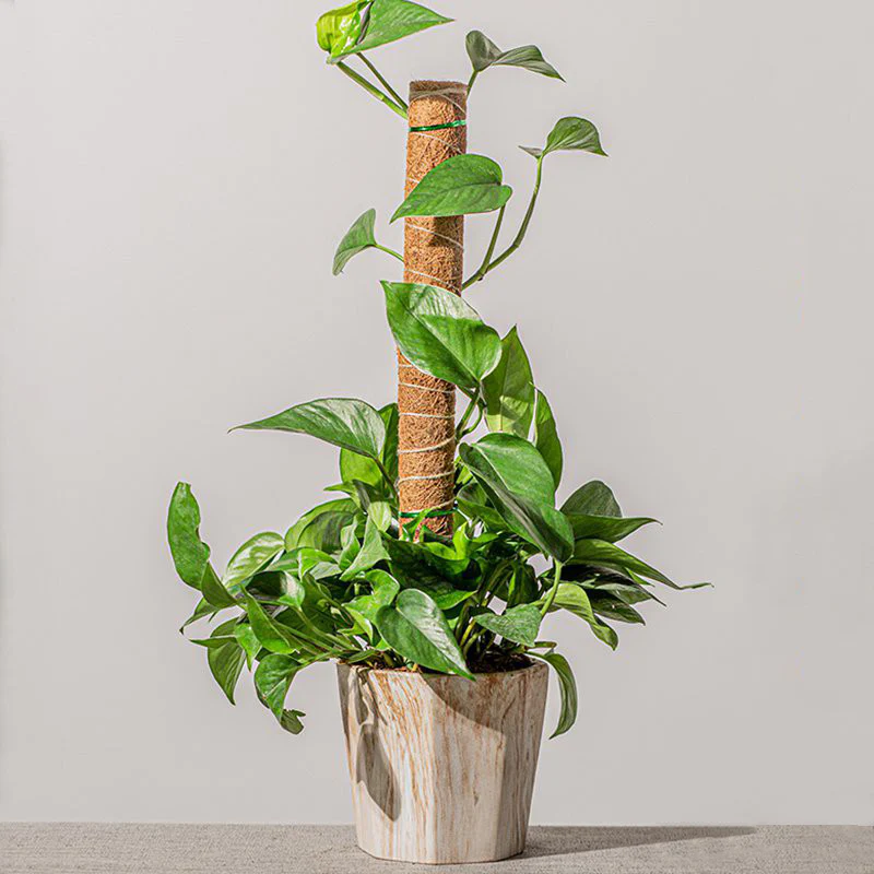 DS BS Coconut Liner Moss Rod for Climbing Plants 50cm 4 Pack - Image 2